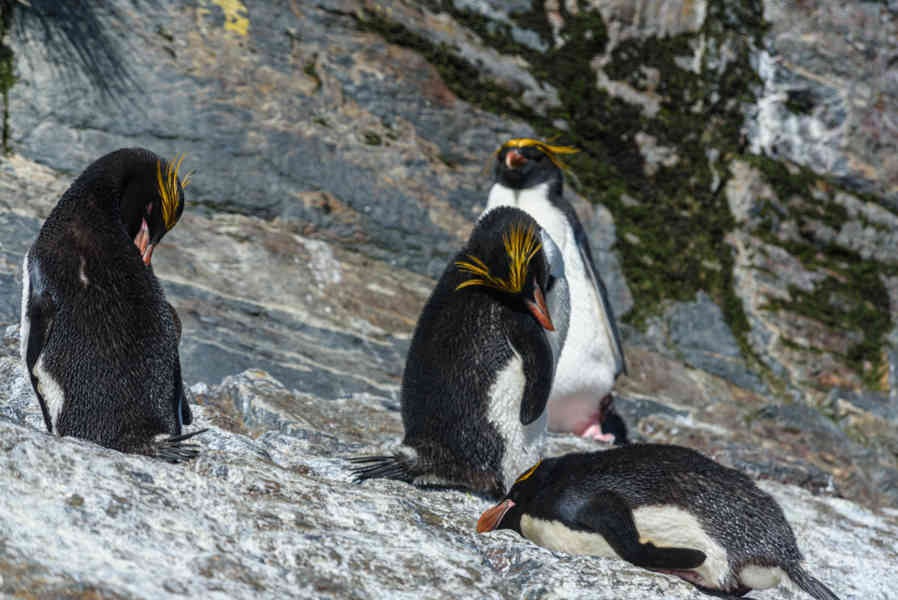 Pingüino Macaroni - islas Georgias del Sur 19.jpg